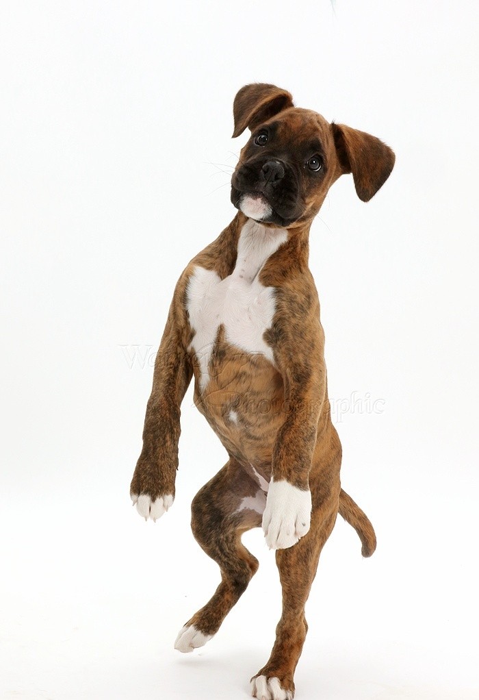 Come insegnare al cane a non saltare sulle persone